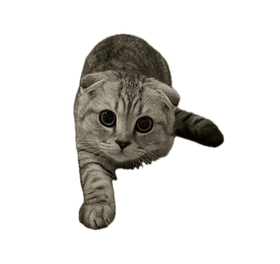 Playful orange cat looking straight at the camera.